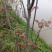 香椿叶