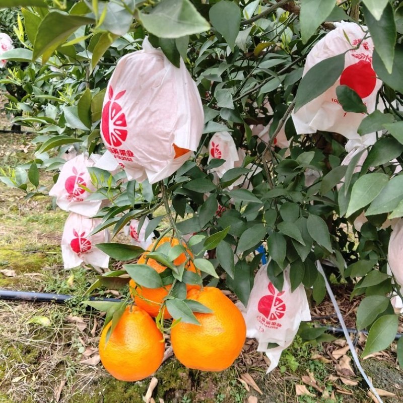 精品耙耙柑