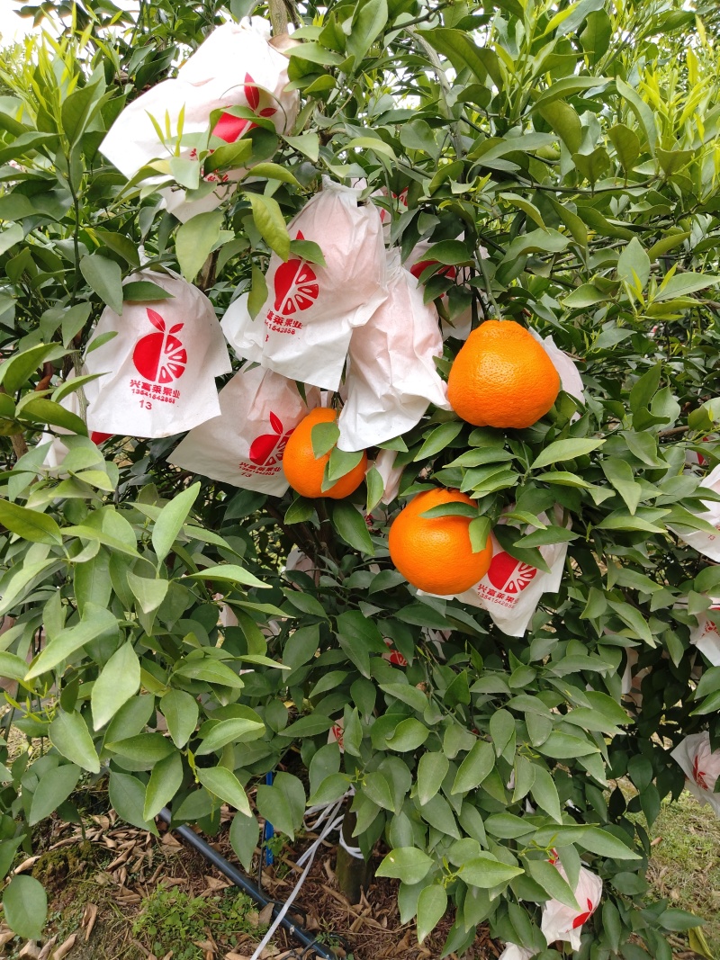 精品耙耙柑