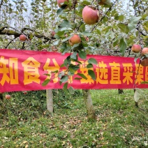 云南昭通丑苹果