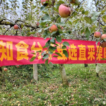 云南昭通丑苹果