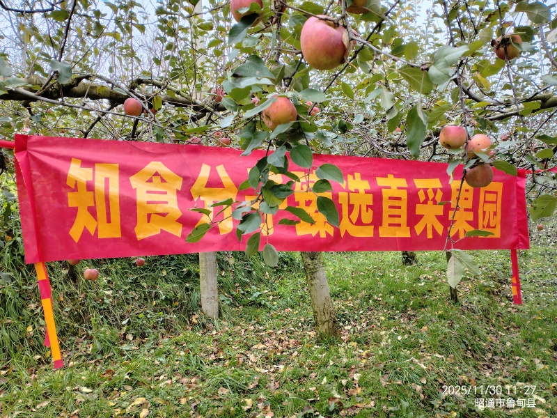 云南昭通丑苹果