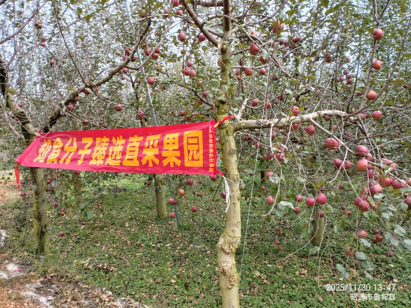 云南昭通丑苹果