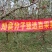 云南昭通丑苹果