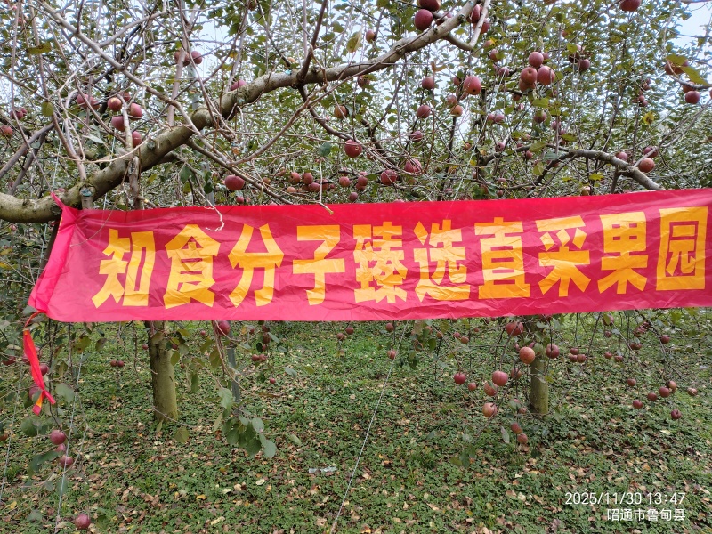 云南昭通丑苹果