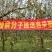云南昭通丑苹果
