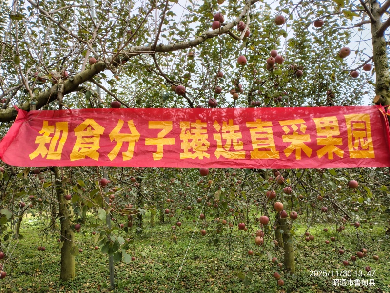 云南昭通丑苹果