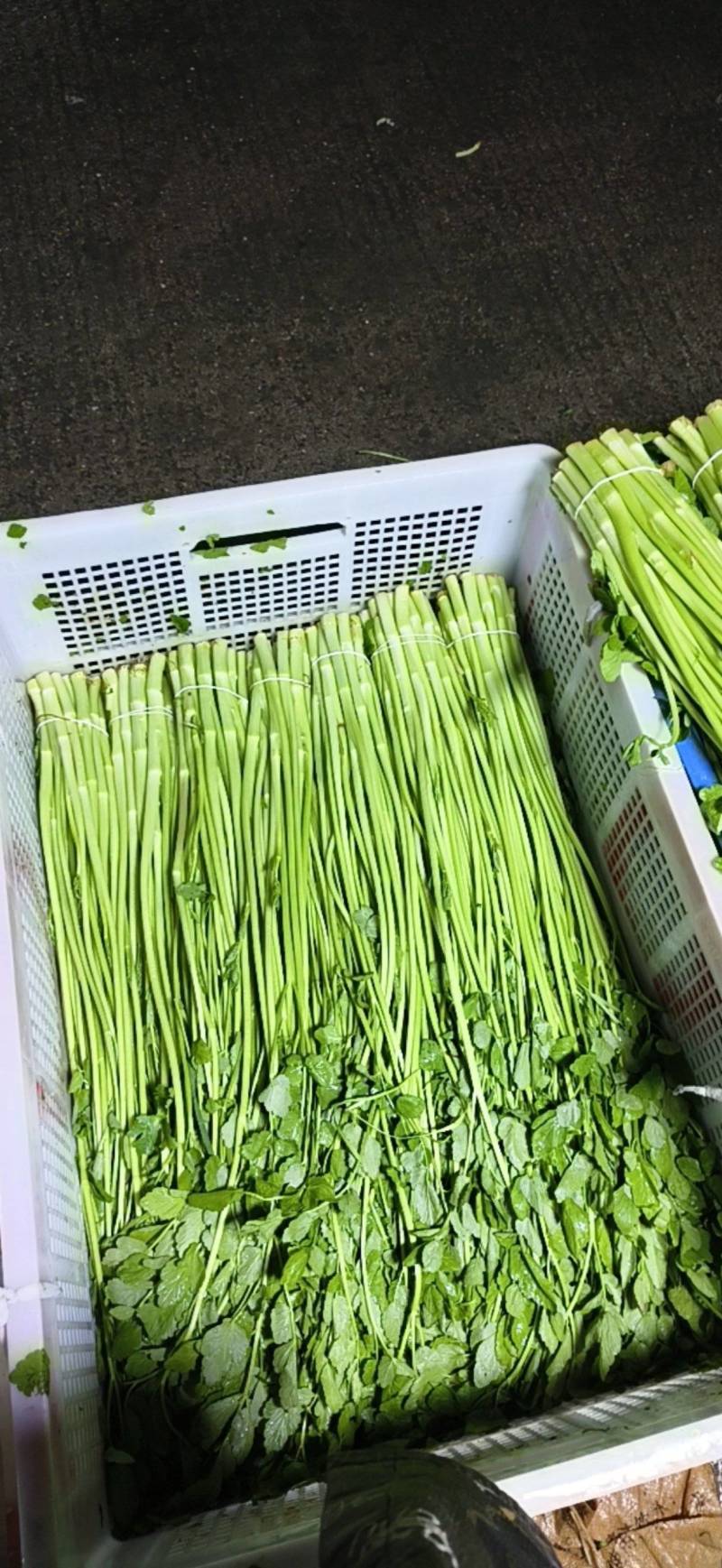 【芹菜】江苏精品水芹货源充足质量保障对接各大电商