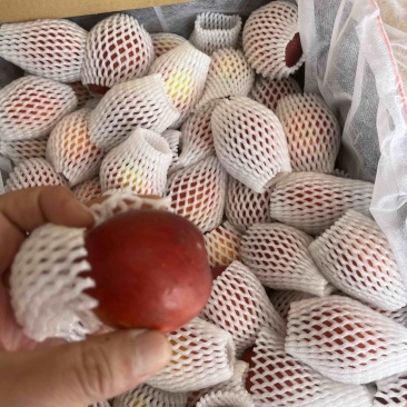 油桃