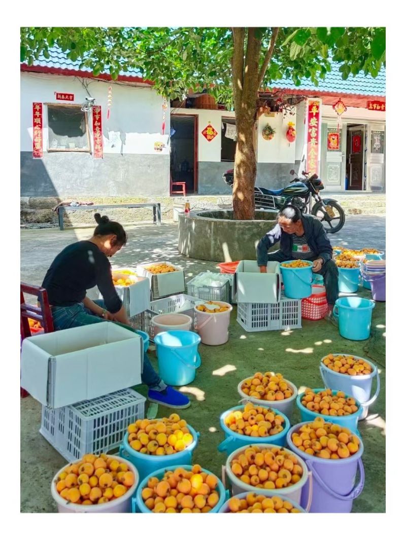 五星枇杷