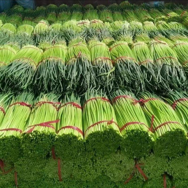 河南开封精品红帽蒜薹大量有货，质量三包，价格便宜