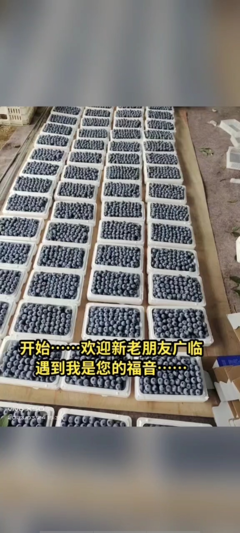 蓝莓基地直供