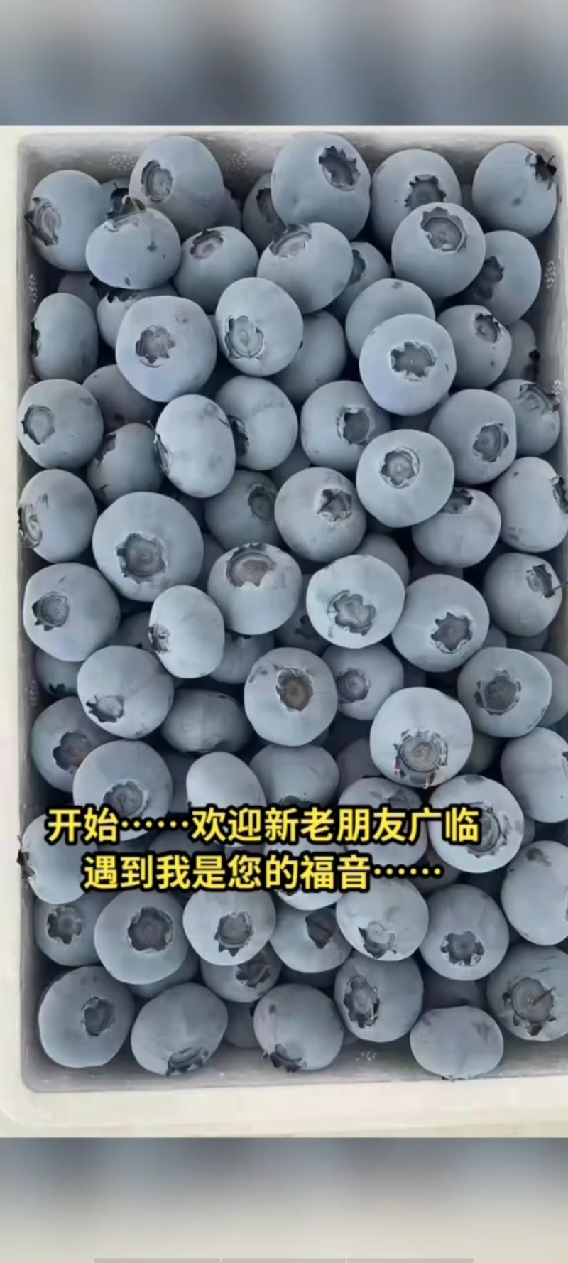 蓝莓基地直供