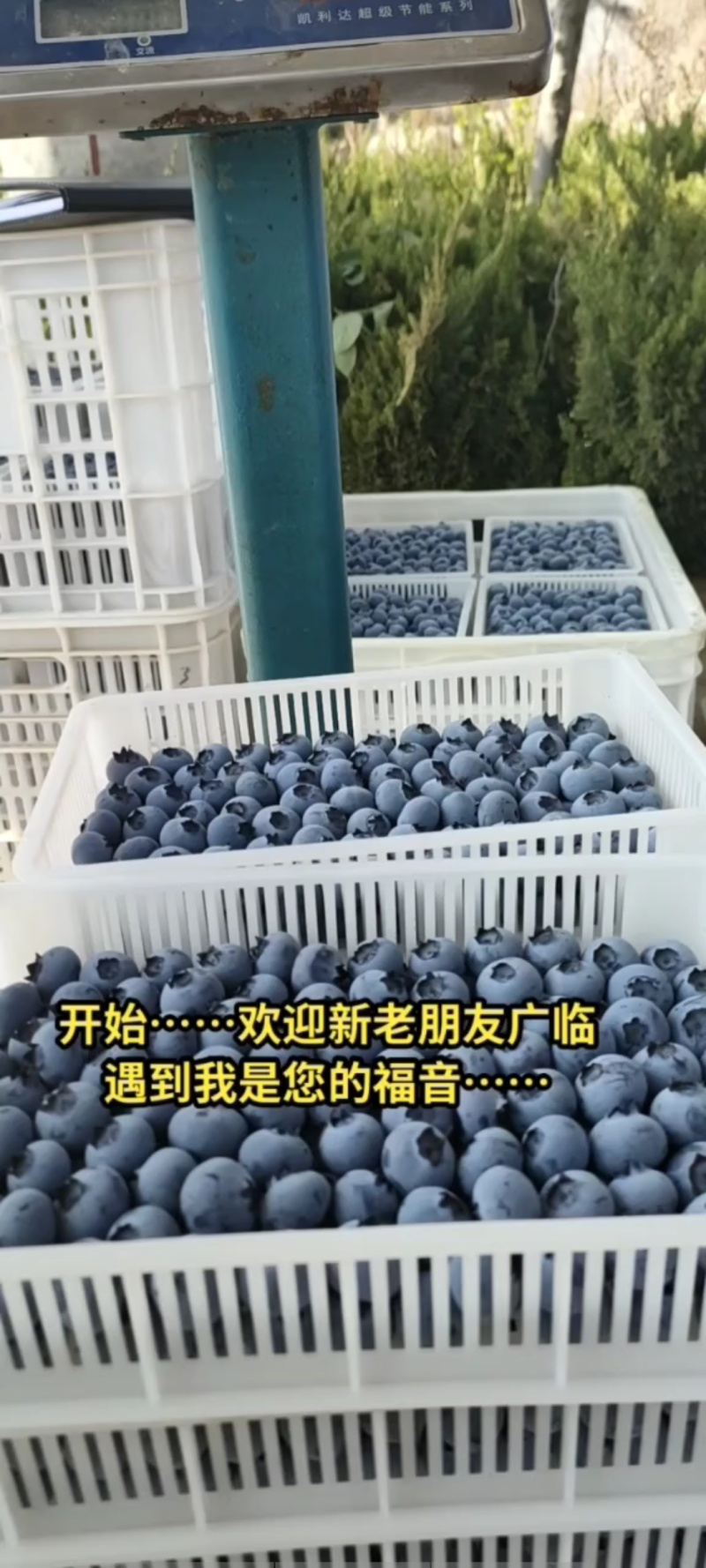 蓝莓基地直供