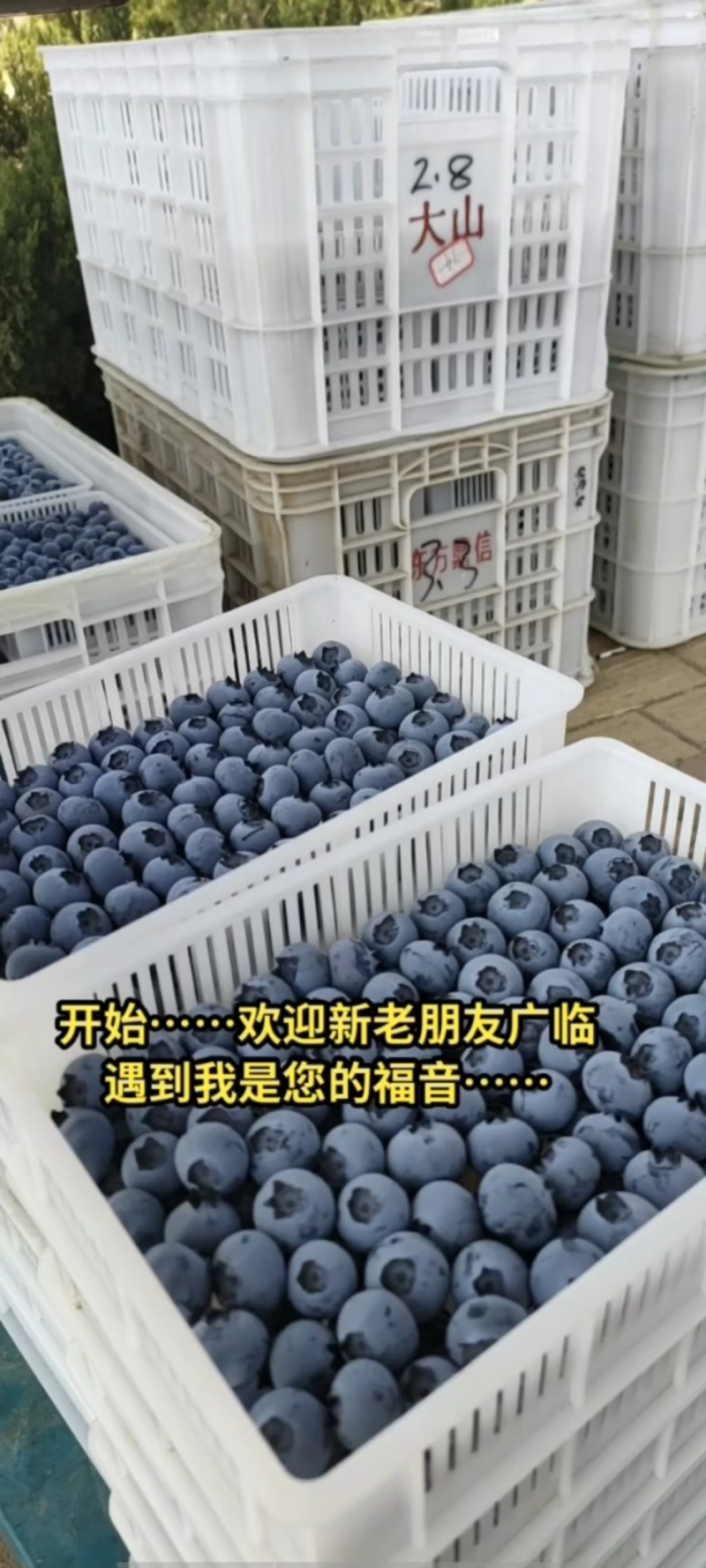 蓝莓基地直供