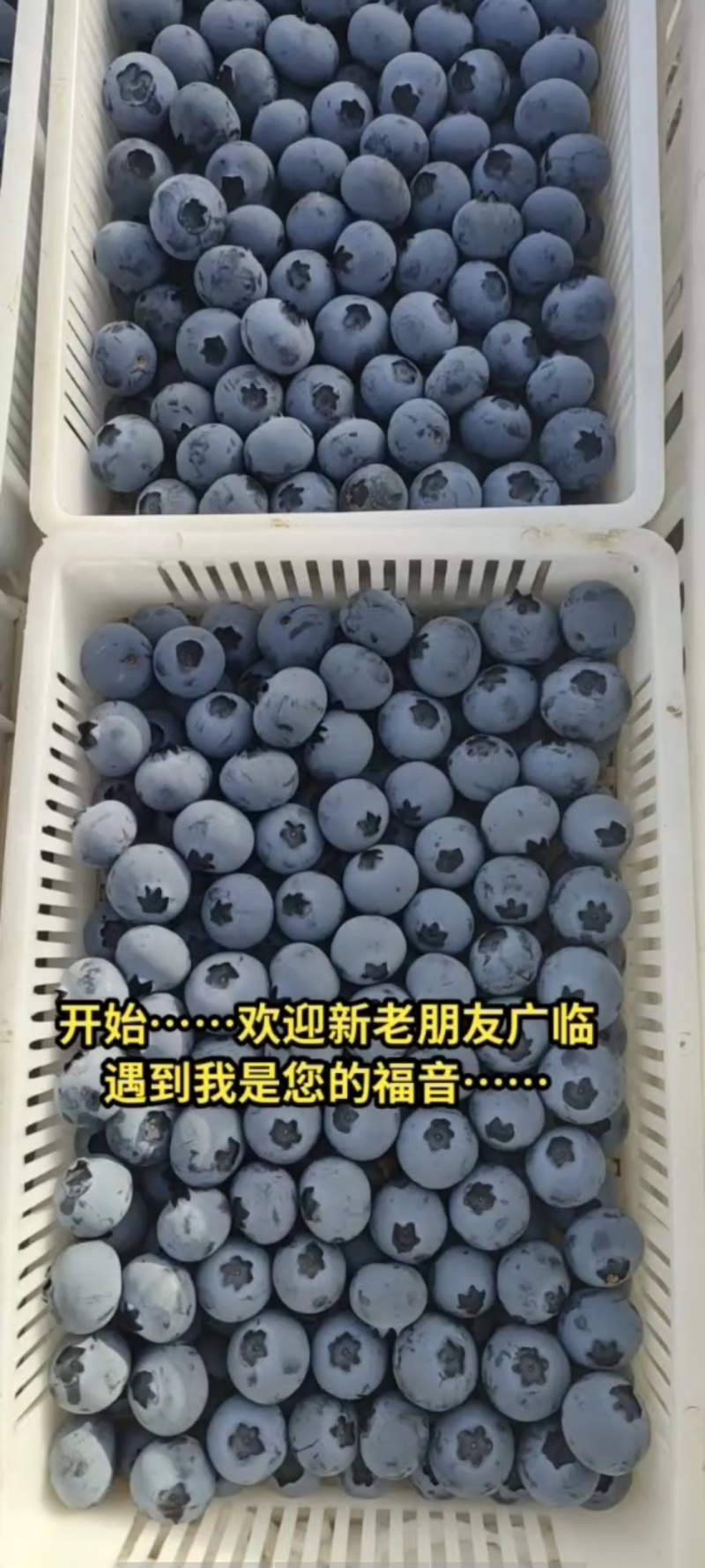 蓝莓基地直供