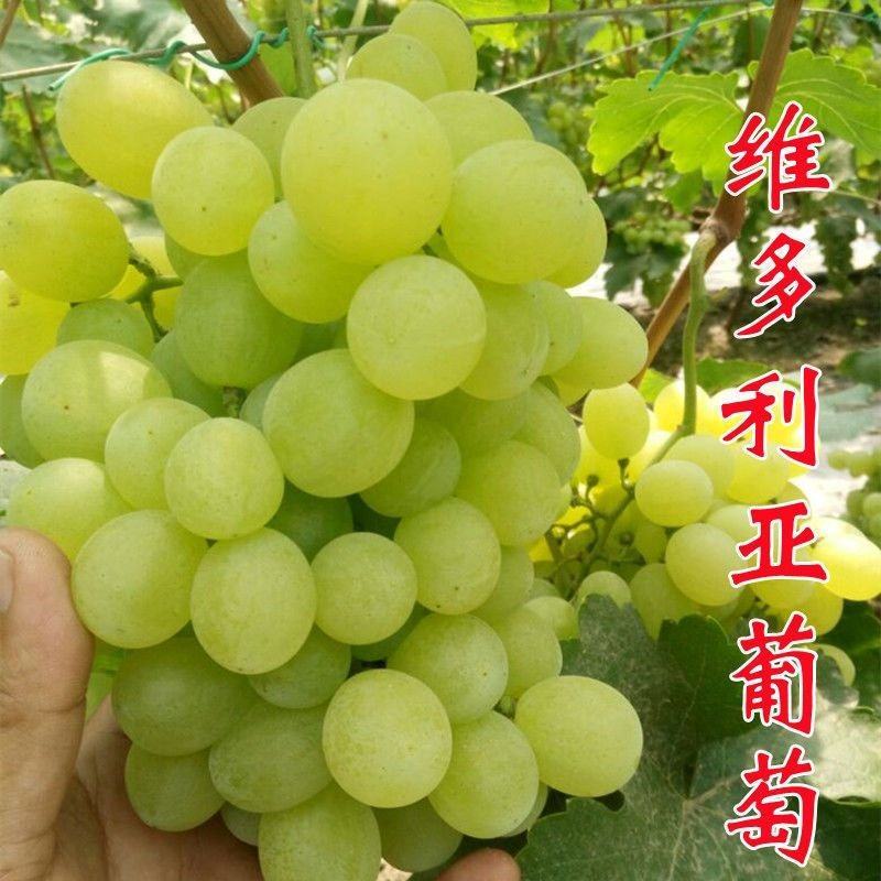 《优选》维多利亚葡萄河北邢台威县产地直销，可各大批发商超