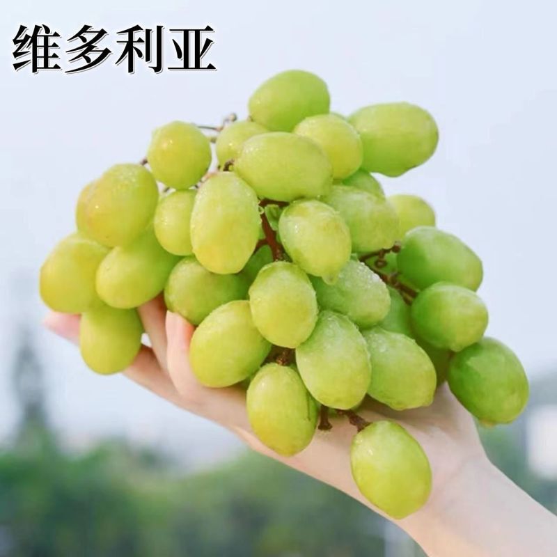 《优选》维多利亚葡萄河北邢台威县产地直销，可各大批发商超