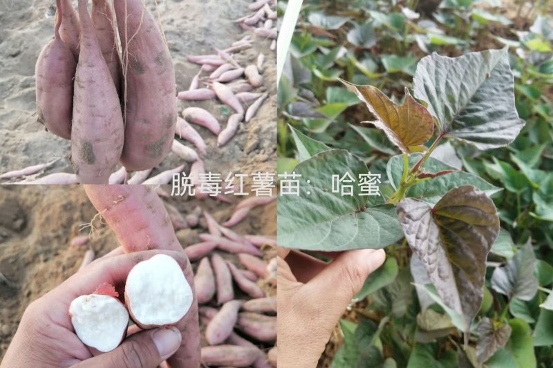 出售脱毒哈红薯苗！高产纯正，瓜型好！易储存！