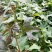 出售脱毒哈红薯苗！高产纯正，瓜型好！易储存！