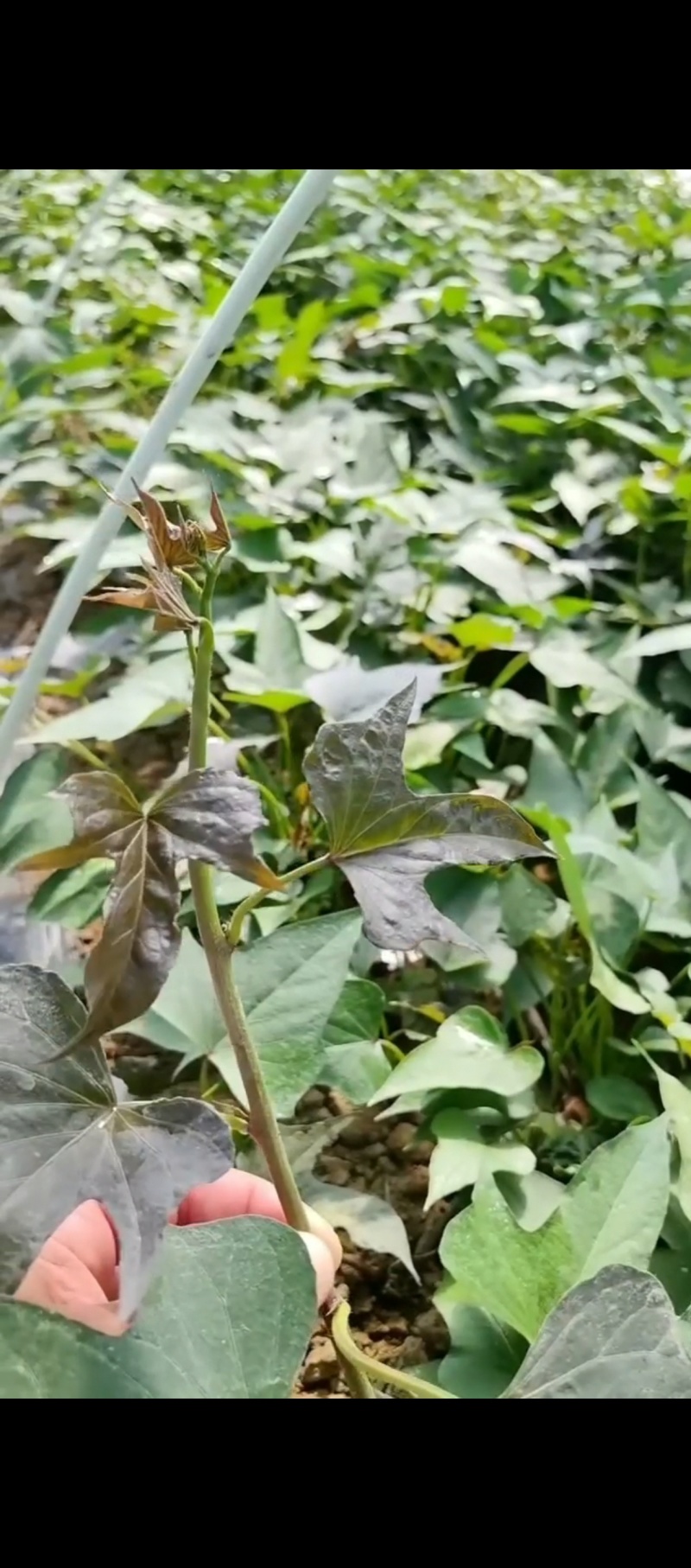 出售脱毒哈红薯苗！高产纯正，瓜型好！易储存！