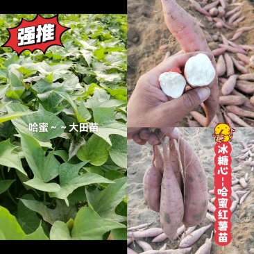 出售脱毒哈红薯苗！高产纯正，瓜型好！易储存！