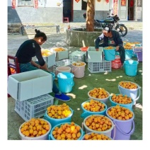 五星枇杷