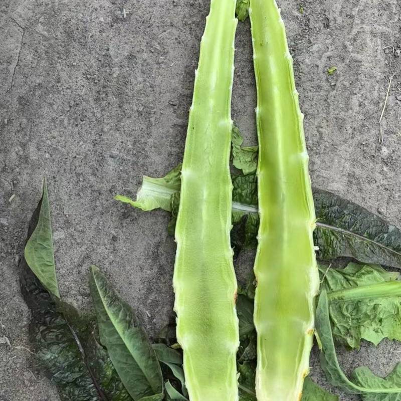 精品莴苣条形好长直货量大按需分拣打捆现场看货满意了再装