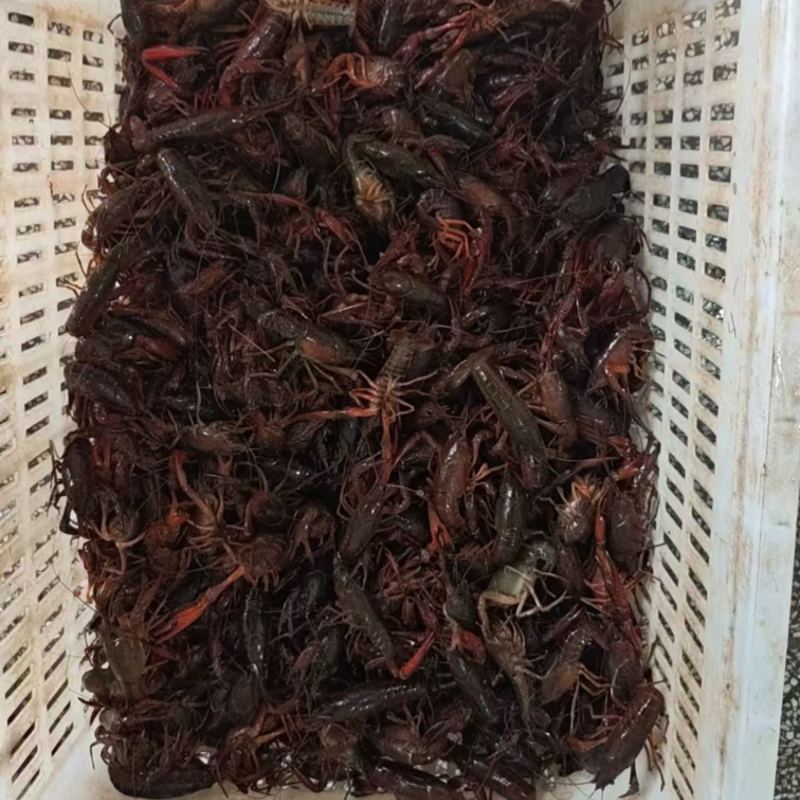 小龙虾自产自销