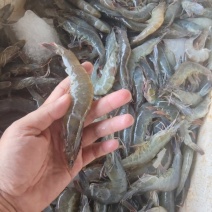 湛江本土出产精品南美白对虾