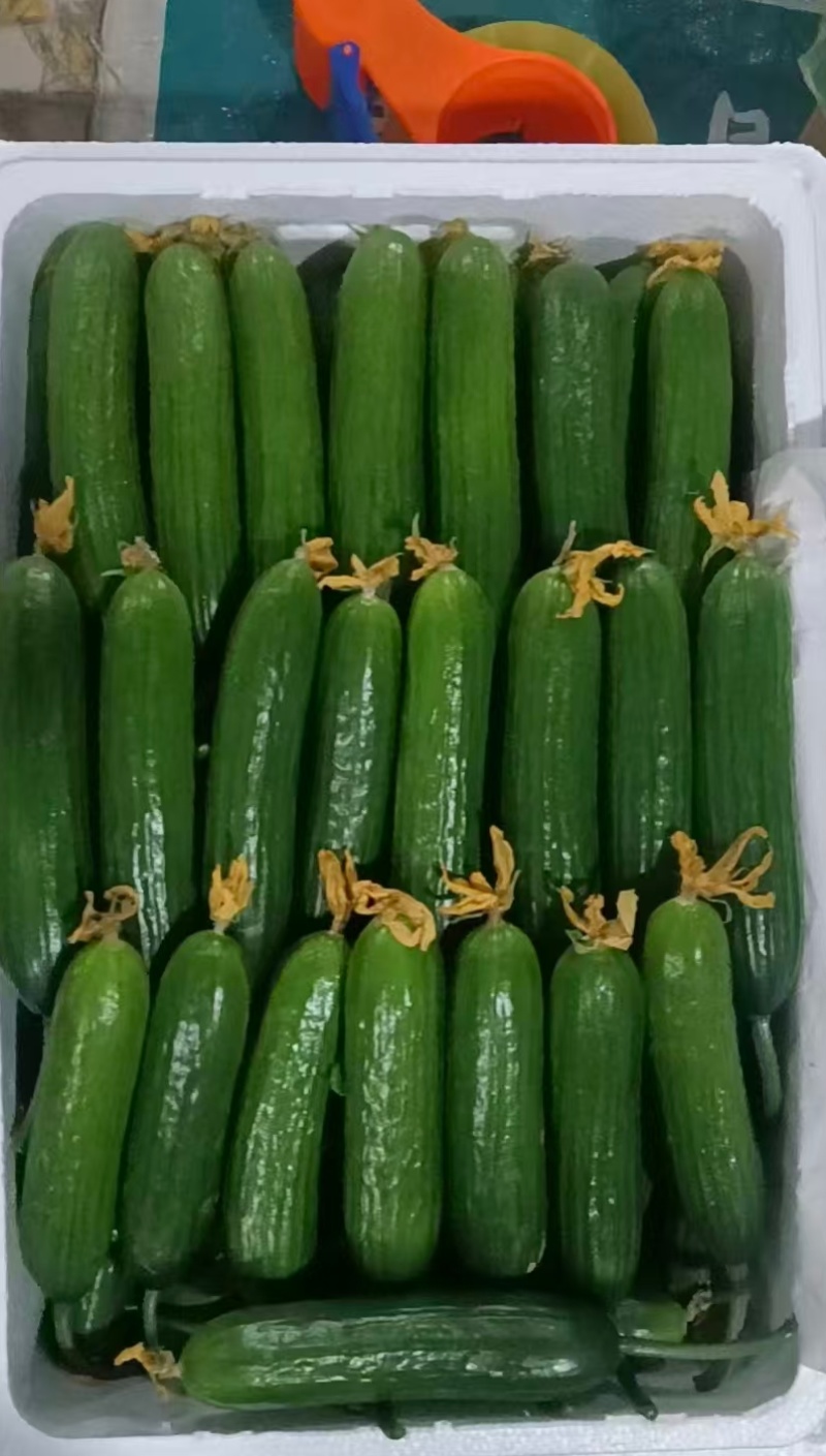 周口鹿邑小黄瓜水果黄瓜品质保证一手货源欢迎联系