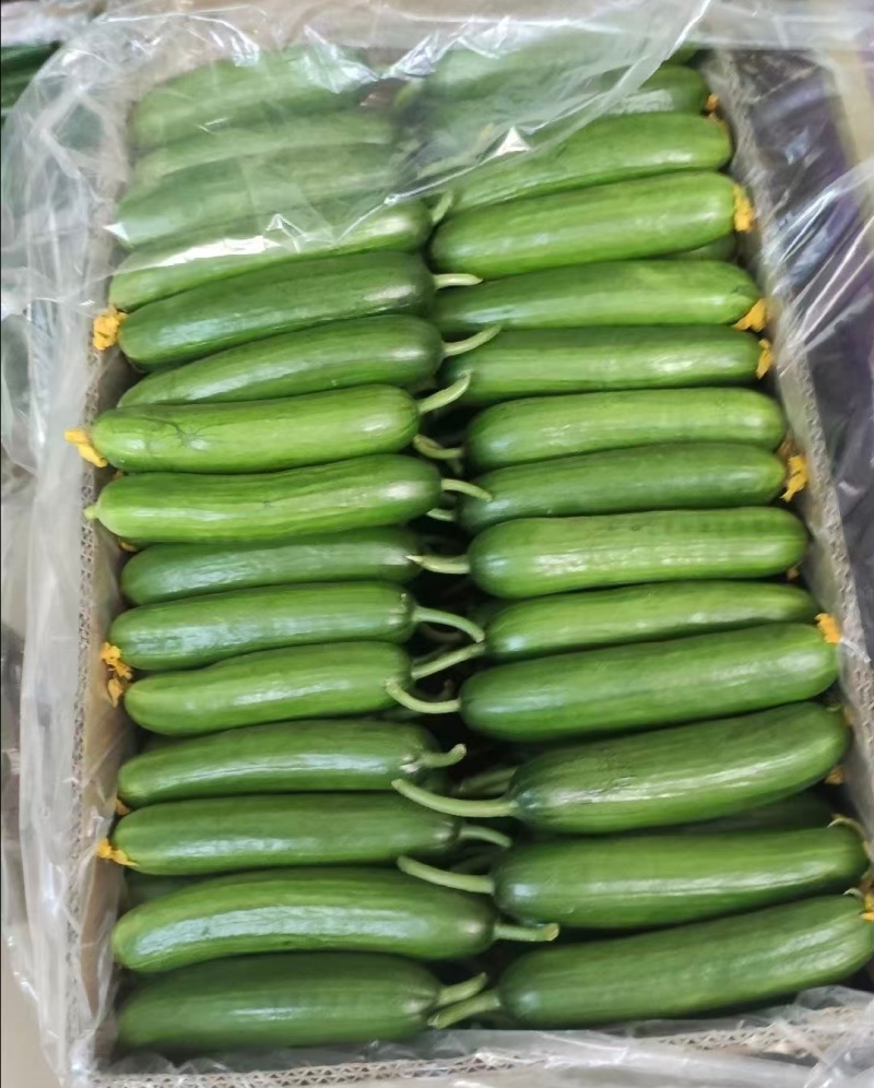 周口鹿邑小黄瓜水果黄瓜品质保证一手货源欢迎联系