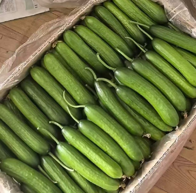 周口鹿邑小黄瓜水果黄瓜品质保证一手货源欢迎联系