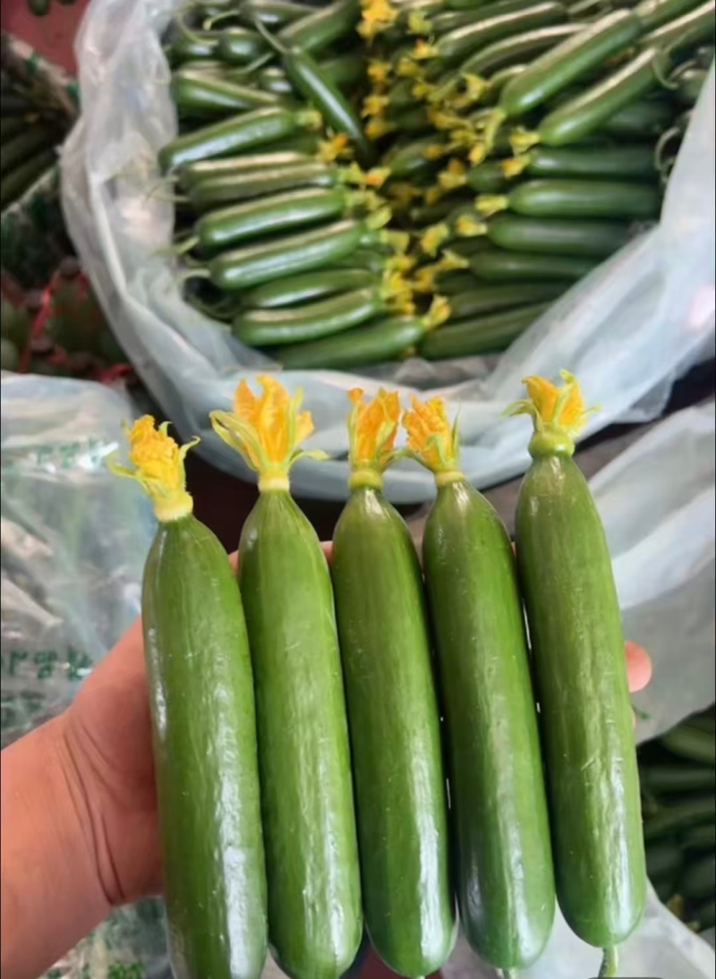 周口鹿邑小黄瓜水果黄瓜品质保证一手货源欢迎联系
