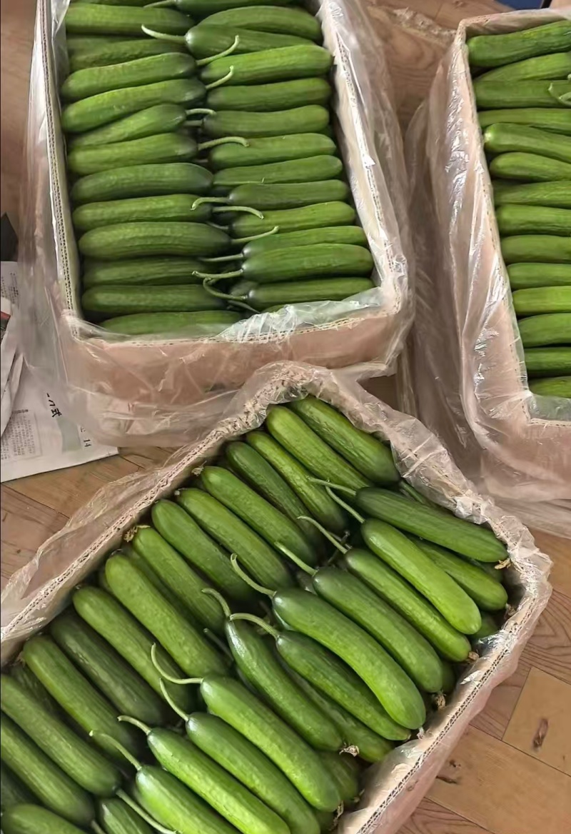 周口鹿邑小黄瓜水果黄瓜品质保证一手货源欢迎联系