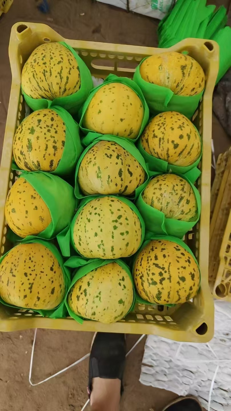 花蕾1号甜瓜百万亩甜瓜基地专业品控专业供应