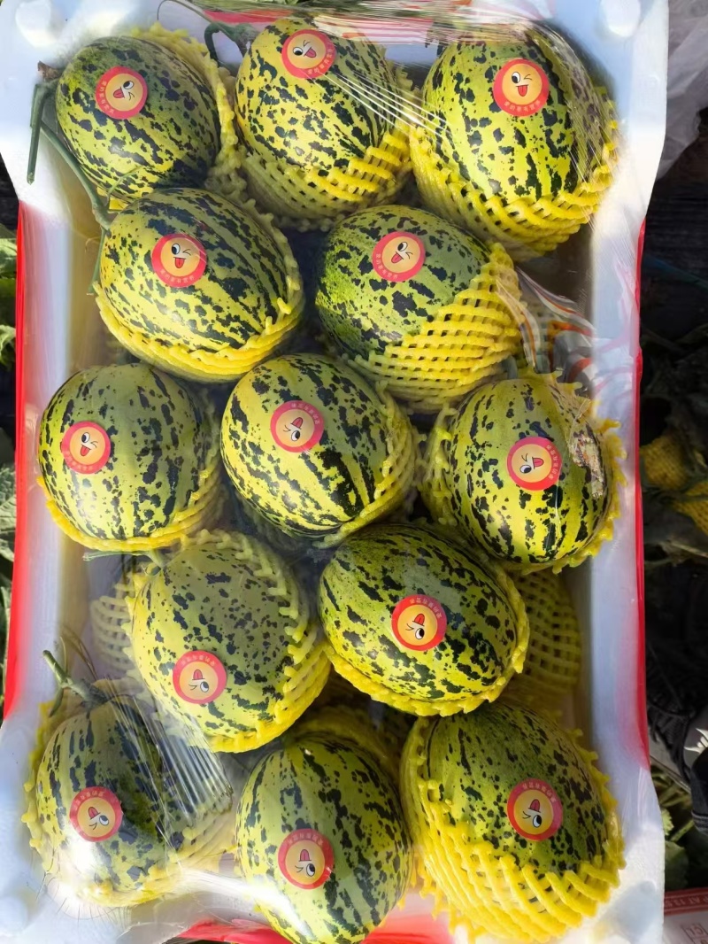 花蕾1号甜瓜百万亩甜瓜基地专业品控专业供应