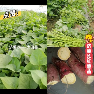 出售脱毒：济薯26红薯苗！高产.瓜型好，口感纯正易储存