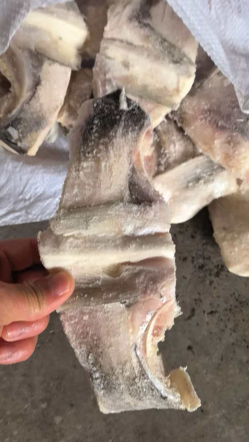 白鲢鱼块欢迎下单