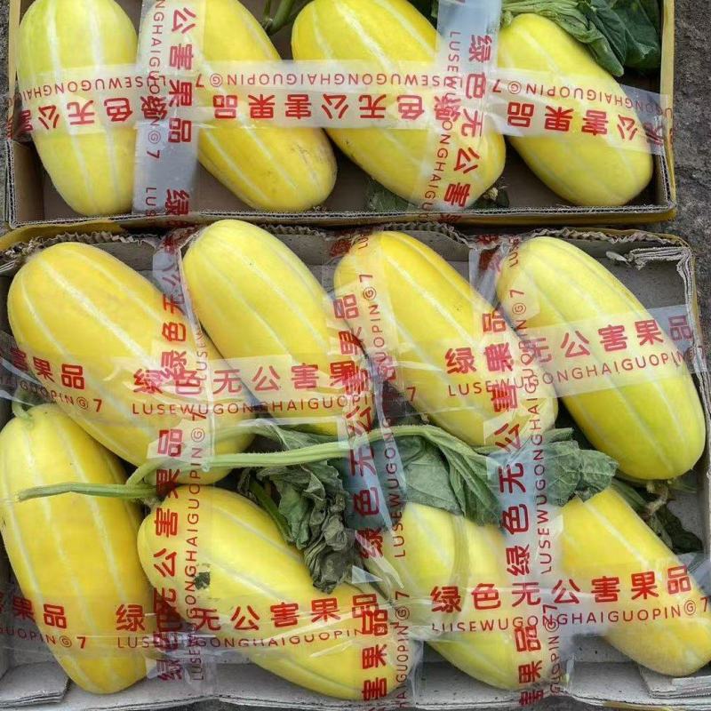 丰田香瓜1斤以上