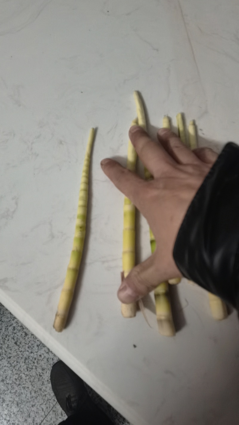 油竹笋