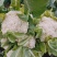 松花菜花菜青梗白面产地直销直供全国