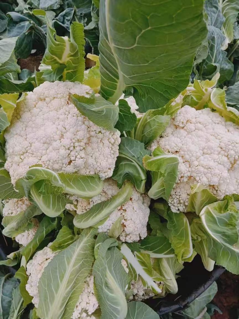 松花菜花菜青梗白面产地直销直供全国