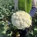 松花菜花菜青梗白面产地直销直供全国