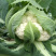 松花菜花菜青梗白面产地直销直供全国