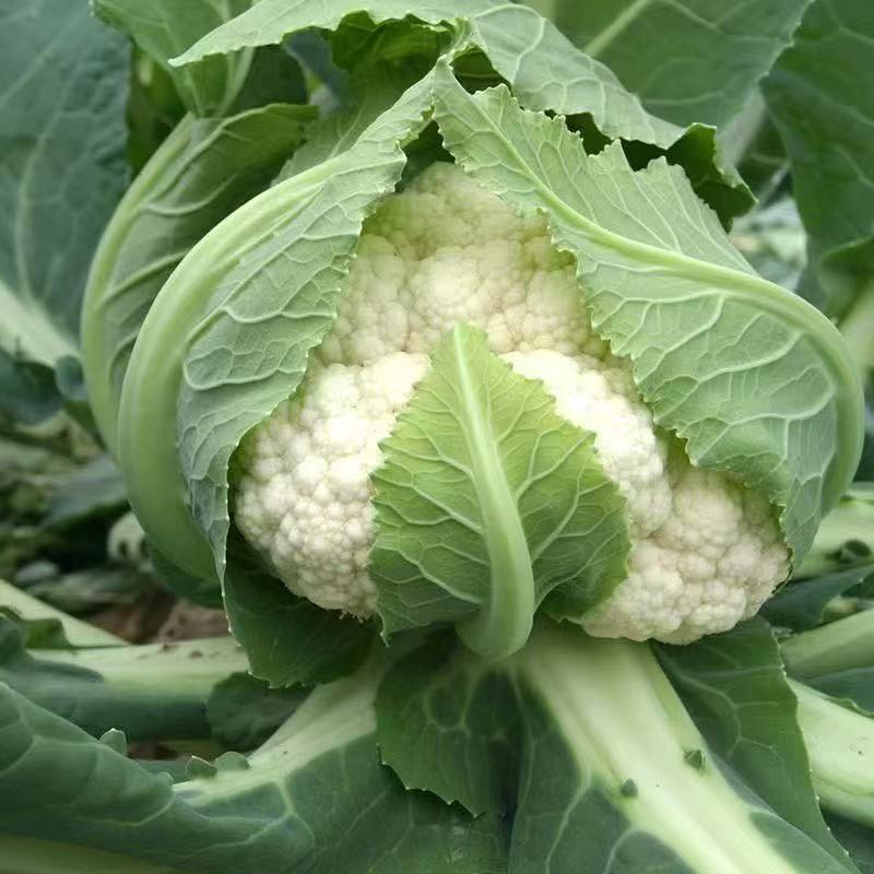 松花菜花菜青梗白面产地直销直供全国