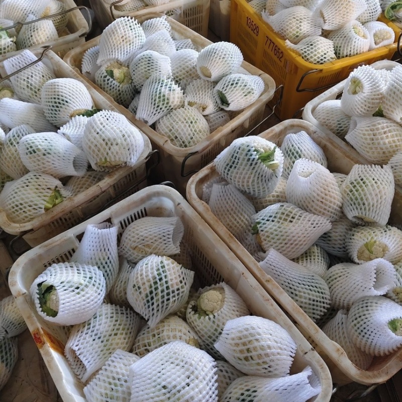 松花菜花菜青梗白面产地直销直供全国