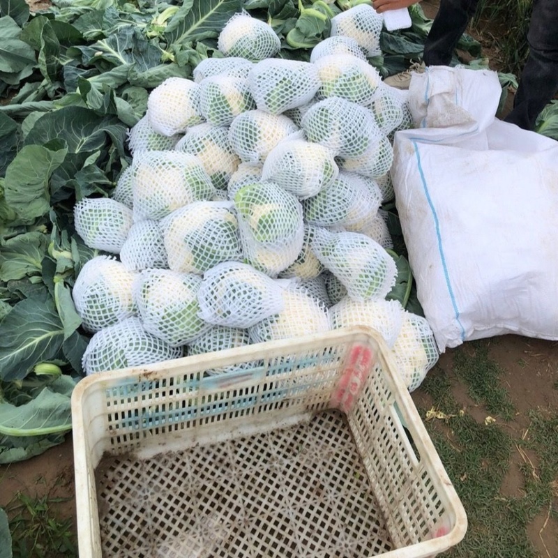 松花菜花菜青梗白面产地直销直供全国