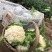 松花菜花菜青梗白面产地直销直供全国