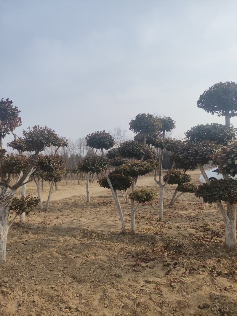 廊坊永清造型卫矛基地